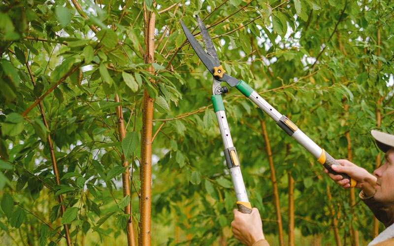 Tree trimming in Guanica, PR